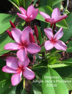 Empress plumeria flower - Jungle Jack source photo