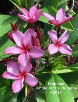 Empress plumeria flower - Jungle Jack source photo