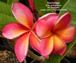 Enchanted plumeria flower - Jungle Jack source photo
