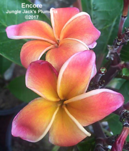 Encore plumeria flower - Jungle Jack source photo
