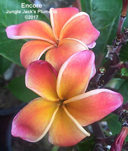 Encore plumeria flower - Jungle Jack source photo