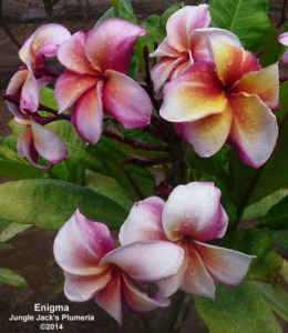 Enigma plumeria flower - Jungle Jack source photo