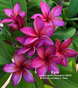 Epic plumeria flower - Jungle Jack source photo