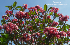Essence plumeria flower - Jungle Jack source photo