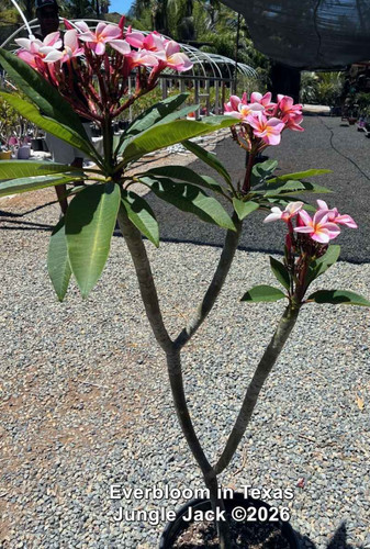 Everbloom plumeria flower - Jungle Jack source photo