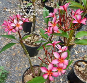Exotica plumeria flower - Jungle Jack source photo
