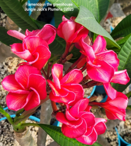 Flamenco plumeria flower - Jungle Jack source photo