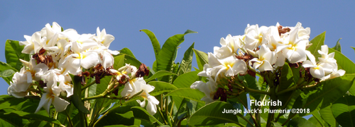 Flourish plumeria flower - Jungle Jack source photo