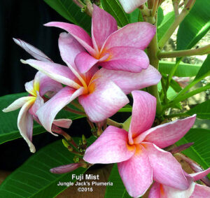 Fuji Mist plumeria flower - Jungle Jack source photo