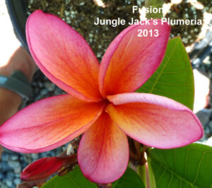Fusion plumeria flower - Jungle Jack source photo