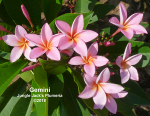 Gemini plumeria flower - Jungle Jack source photo