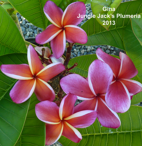 Gina plumeria photo