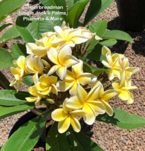 Gingerbread Man plumeria flower - Jungle Jack source photo
