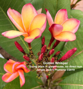 Golden Whisper plumeria flower - Jungle Jack source photo