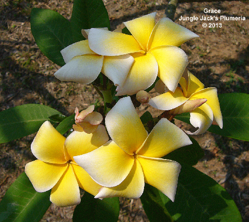 Grace plumeria flower - Jungle Jack source photo