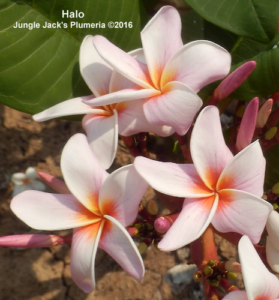 Halo plumeria flower - Jungle Jack source photo