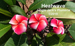 Heat Wave plumeria flower - Jungle Jack source photo