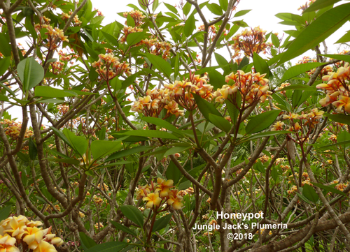 Honeypot plumeria photo