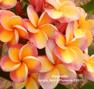 Hypnotic plumeria flower - Jungle Jack source photo