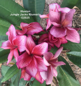 Illusion plumeria flower - Jungle Jack source photo