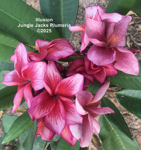 Illusion plumeria flower - Jungle Jack source photo