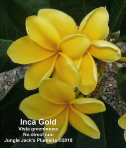 Inca Gold plumeria flower - Jungle Jack source photo