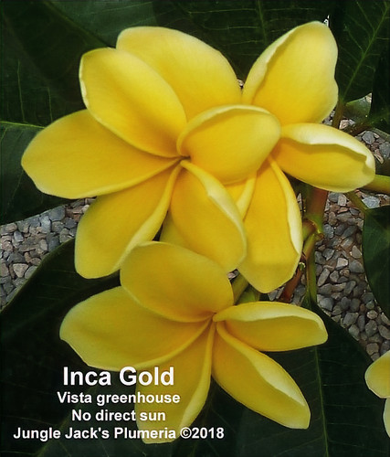 Inca Gold plumeria flower - Jungle Jack source photo