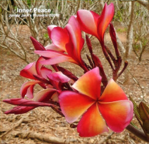 Inner Peace plumeria flower - Jungle Jack source photo