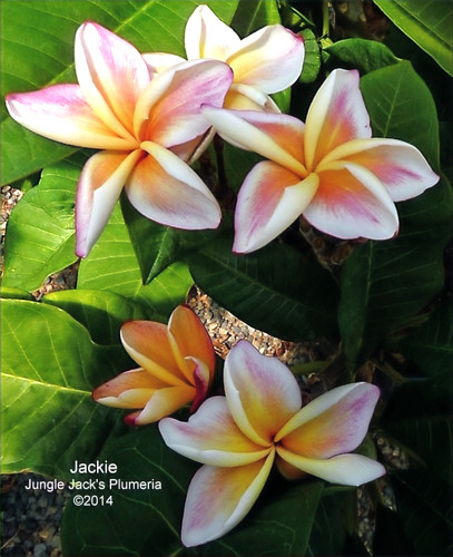 Jackie plumeria photo