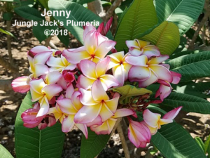 Jenny plumeria flower - Jungle Jack source photo