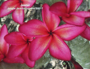 Jester plumeria flower - Jungle Jack source photo