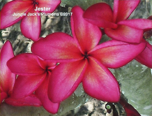 Jester plumeria flower - Jungle Jack source photo