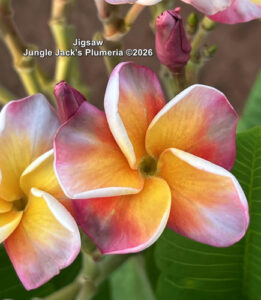 Jigsaw plumeria flower - Jungle Jack source photo
