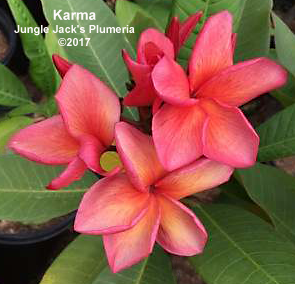 Karma plumeria flower - Jungle Jack source photo