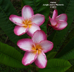 Kazoo plumeria flower - Jungle Jack source photo