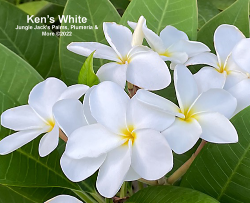 Ken's White plumeria flower - Jungle Jack source photo