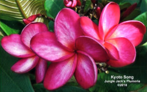 Kyoto Song plumeria flower - Jungle Jack source photo