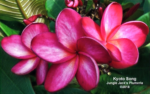 Kyoto Song plumeria flower - Jungle Jack source photo