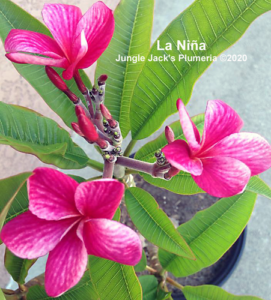 La Niña plumeria flower - Jungle Jack source photo