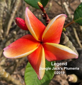Legend plumeria flower - Jungle Jack source photo