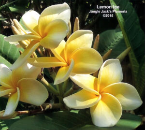 Lemon Ice plumeria flower - Jungle Jack source photo