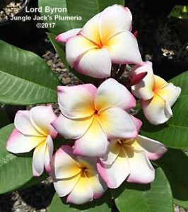 Lord Byron plumeria flower - Jungle Jack source photo