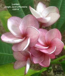 Lorien plumeria flower - Jungle Jack source photo