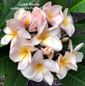 Lush plumeria flower - Jungle Jack source photo