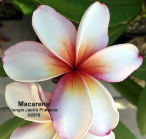 Macarena plumeria flower - Jungle Jack source photo
