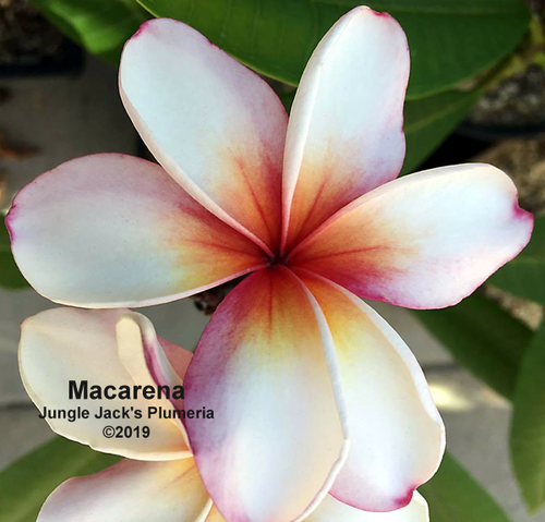 Macarena plumeria flower - Jungle Jack source photo