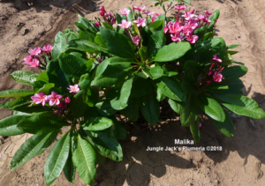 Malika plumeria flower - Jungle Jack source photo