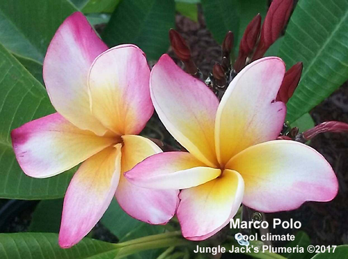 Marco Polo plumeria photo