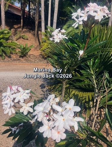 Marina Bay plumeria flower - Jungle Jack source photo