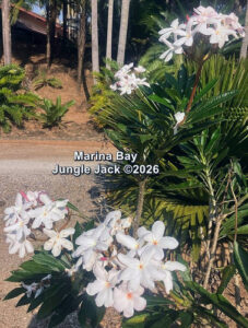 Marina Bay plumeria flower - Jungle Jack source photo
